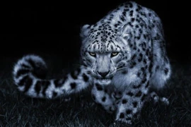 Nguy cơ nào cho loài vật được mệnh danh 'chúa tể dãy Himalaya'?