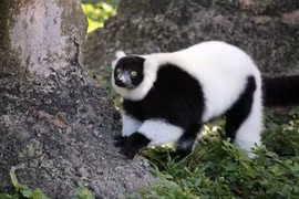 Cận cảnh loài vượn cáo kỳ lạ có bộ lông như gấu trúc 