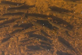 Khủng hoảng sông Miramichi, tiêu hủy cá vược sọc để cứu cá hồi?