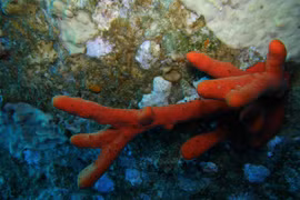 Sinh vật sặc sỡ có độc tố cực mạnh, được dùng chữa bệnh ung thư