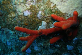 Sinh vật sặc sỡ có độc tố cực mạnh, được dùng chữa bệnh ung thư