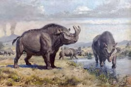 Loài thú móng guốc kỳ dị có sừng chữ Y, họ hàng với tê giác