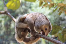 Đặc điểm có 1-0-2 của loài thú ăn kiến nhỏ nhất thế giới