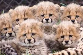 Sự thật khó tin về loài vật chạy nhanh nhất quả đất 