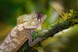  Sinh vật trông như khủng long thu nhỏ giữa rừng rậm Trung Mỹ