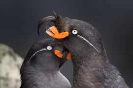 Bảng xếp hạng bất ngờ 8 loài vật có mùi thơm khó cưỡng nhất