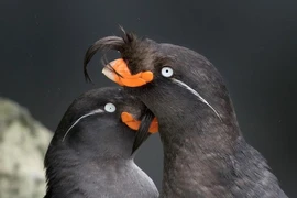 Bảng xếp hạng bất ngờ 8 loài vật có mùi thơm khó cưỡng nhất