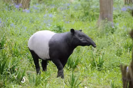 Cận cảnh loài lợn vòi khổng lồ đã tuyệt chủng ở Việt Nam 