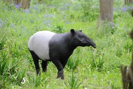 Cận cảnh loài lợn vòi khổng lồ đã tuyệt chủng ở Việt Nam 