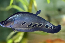 'Quái ngư' có lối bơi độc nhất vô nhị, Việt Nam có nhiều