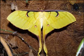 Vẻ đẹp huyền bí của loài bướm có trong Sách Đỏ Việt Nam 