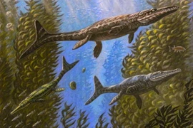 Loài cá sấu có chân như mái chèo, da trơn tuột, răng sắc như dao 