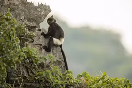 Phát sốt loài “khỉ mặc quần” độc nhất thế giới của Việt Nam 