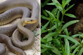 Điểm tên 4 "thủ phạm" trong vườn âm thầm dẫn rắn vào nhà