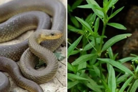 Điểm tên 4 "thủ phạm" trong vườn âm thầm dẫn rắn vào nhà