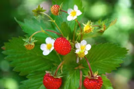 Sự thật lý thú về loài cây dại là 'ông tổ' của mọi giống dâu tây 