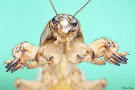 Loài côn trùng 'bậc thầy đào hang', tiếng kêu vang xa đáng kinh ngạc