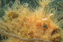 Sốc nặng loài cá lông lá biết đi, săn mồi siêu tốc