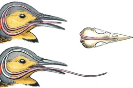 Loài gõ kiến có nhiều ở Việt Nam sở hữu hộp sọ 'chống sốc', lưỡi dài kinh dị