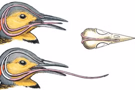 Loài gõ kiến có nhiều ở Việt Nam sở hữu hộp sọ 'chống sốc', lưỡi dài kinh dị