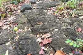 Bãi đá khắc họa tiết lạ ở Yok Đôn, dấu tích cư dân cổ Tây Nguyên?