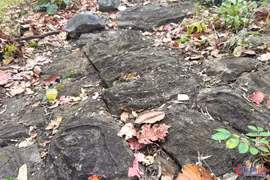 Bãi đá khắc họa tiết lạ ở Yok Đôn, dấu tích cư dân cổ Tây Nguyên?