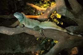 Điều bất ngờ về loài rồng đất có nhiều ở Việt Nam 