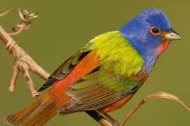 Chim sẻ hoa sặc sỡ nhất thế giới, suýt bị tận diệt vì... đẹp 