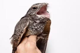 Ám ảnh loài chim 'bóng ma' bậc thầy săn mồi về đêm