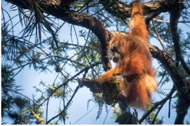 Đười ươi quý hiếm đối mặt tuyệt chủng sau thảm họa lũ lụt ở Indonesia 