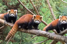 Sự thật giật mình về loài gấu trúc đỏ 