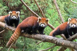 Sự thật giật mình về loài gấu trúc đỏ 