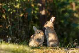 Điều kỳ lạ về loài thỏ nhỏ nhất Bắc Mỹ, nặng chưa đến nửa kg