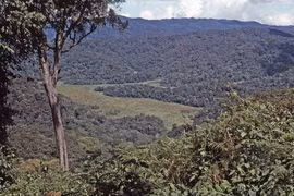 Sinh vật khổng lồ lông lá sống trong khu rừng 'rậm rạp nhất châu Phi'