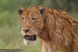 Cận cảnh loài mèo khủng khiếp nhất từng ám ảnh muôn loài