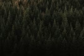 Khám phá rừng Đen huyền bí, nổi tiếng nhất châu Âu 