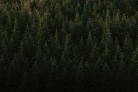 Khám phá rừng Đen huyền bí, nổi tiếng nhất châu Âu 