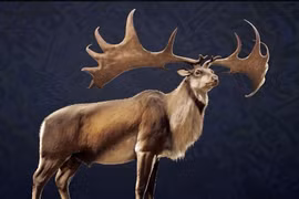 'Lộc thần' xuất hiện, sừng như cánh quạt gây choáng