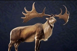 'Lộc thần' xuất hiện, sừng như cánh quạt gây choáng