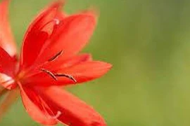 Bật mí 3 tháng Âm lịch vượng phúc lộc' hiếm ai có được