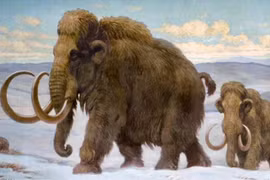 Tiết lộ sốc về loài voi tiền sử nổi tiếng nhất mọi thời đại 