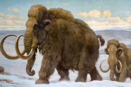 Tiết lộ sốc về loài voi tiền sử nổi tiếng nhất mọi thời đại 