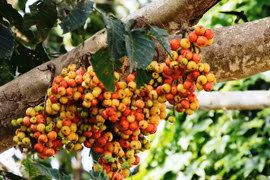 Loài cây được coi là 'kỳ quan' sinh thái, có nhiều ở làng quê Việt Nam 