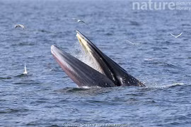 Cá voi vừa xuất hiện ở biển Nha Trang quý hiếm cỡ nào?