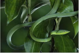 Cận cảnh loài rắn trông như sợi dây, khả năng ngụy trang top đầu thế giới 