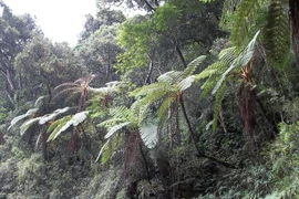 Hệ sinh thái cổ độc đáo ở khu rừng núi cao đặc biệt nhất Ấn Độ