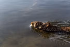 Loài thỏ kỳ lạ có khả năng bơi như rái cá