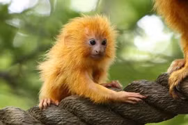 Những loài vật hồi sinh ngoạn mục từ bờ vực tuyệt chủng