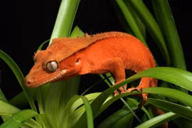 Cận cảnh loài thằn lằn suýt tuyệt chủng, hàng triệu người tìm nuôi 