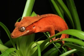 Cận cảnh loài thằn lằn suýt tuyệt chủng, hàng triệu người tìm nuôi 